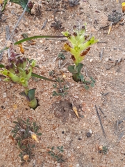 Lachenalia marginata