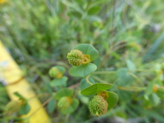 Euphorbia spinosa