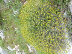Euphorbia spinosa