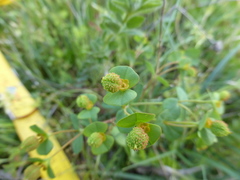 Euphorbia spinosa