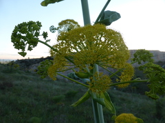 Ferula