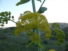 Ferula