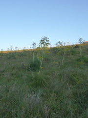 Ferula