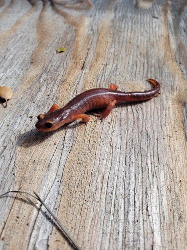 iNaturalist observation photo of Monterey Ensatina