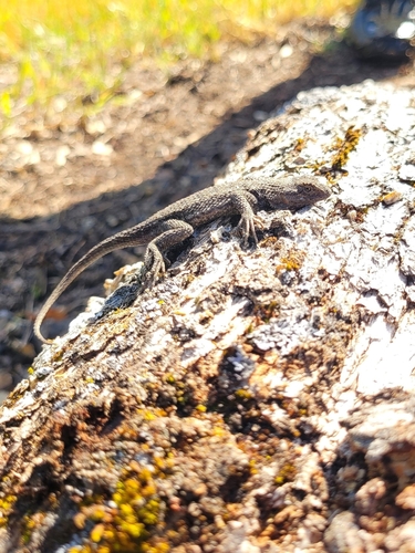 iNaturalist observation photo of Western Fence Lizard