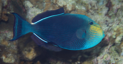 Black Triggerfish