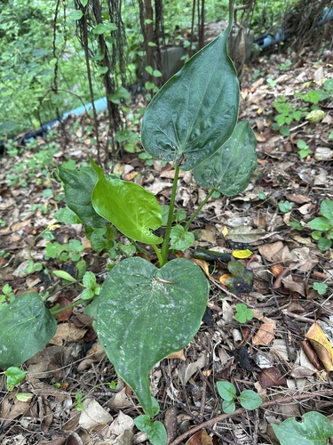 Alocasia cucullata iNat (2)