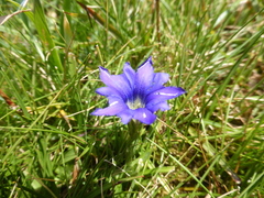 Gentiana pyrenaica