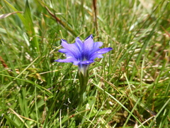 Gentiana pyrenaica