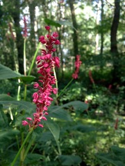 Bistorta amplexicaulis