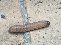 Xestia xanthographa
