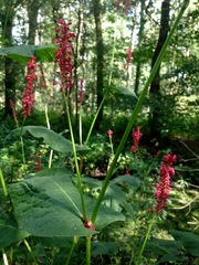 Bistorta amplexicaulis