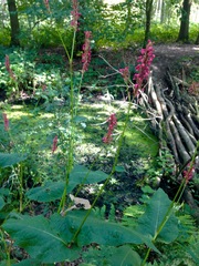 Bistorta amplexicaulis