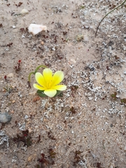 Moraea luteoalba