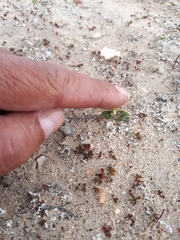 Moraea luteoalba