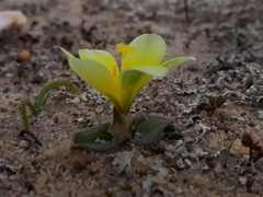 Moraea luteoalba