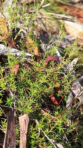 Image of Hibbertia exutiacies by no rights reserved