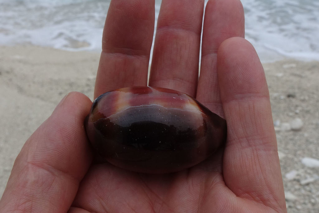 Lyncina ventriculus