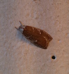 Euchaetis rhizobola