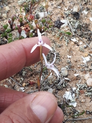 Disa biflora