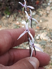 Disa biflora