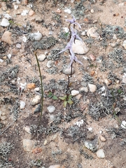 Disa biflora