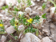Hippocrepis