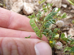 Hippocrepis