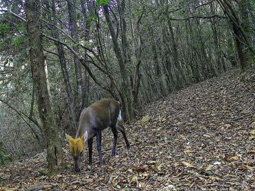 Black Muntjac