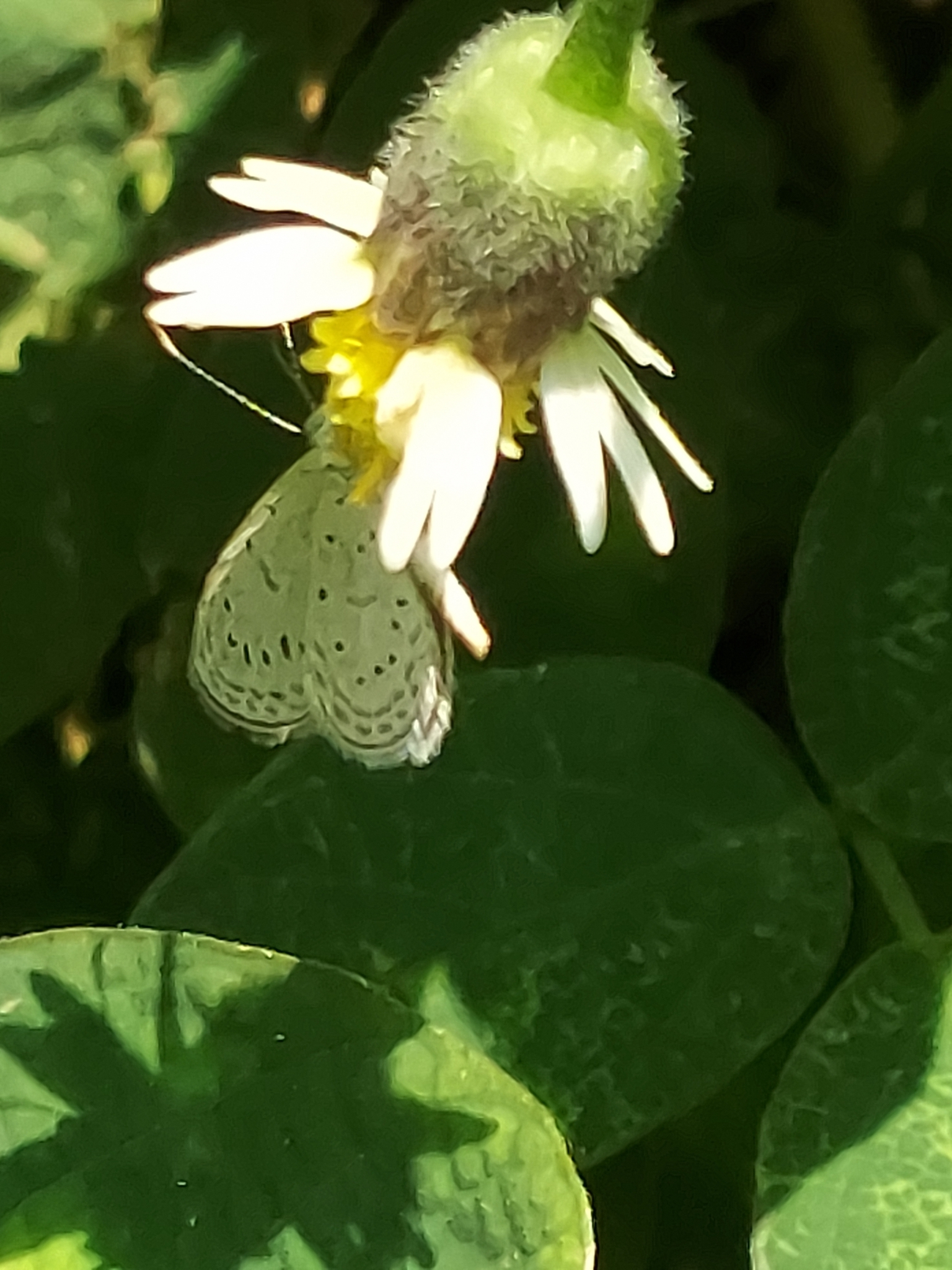 Tiny Grass Blue