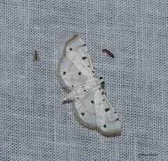 Pycnarmon cribrata