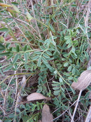 Hippocrepis