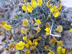 Hippocrepis