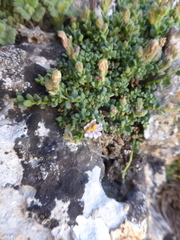 Chaenorhinum