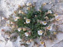 Chaenorhinum