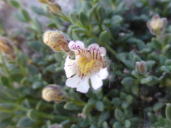 Chaenorhinum