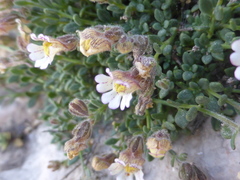 Chaenorhinum