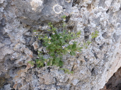 Chaenorhinum