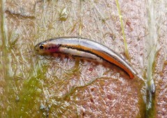 Dwarf Galaxias photo 3