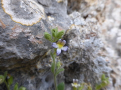 Chaenorhinum