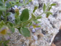Chaenorhinum