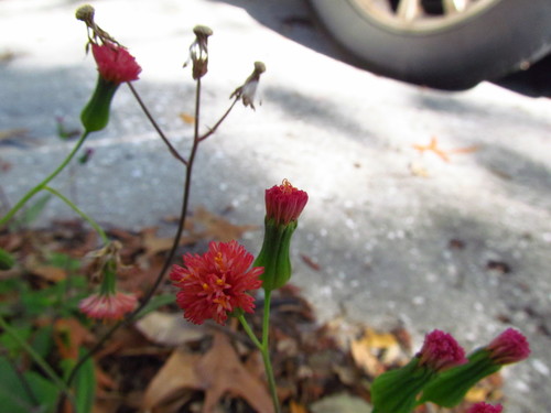 Emilia fosbergii image