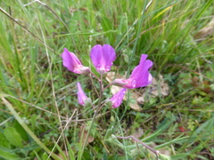 Lathyrus