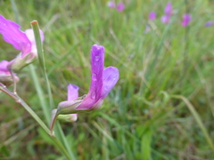 Lathyrus