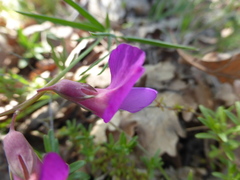 Lathyrus
