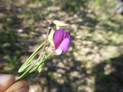 Lathyrus
