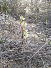 Disperis circumflexa aemula