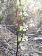 Disperis circumflexa aemula