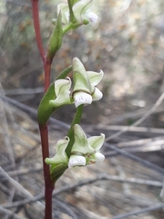 Disperis circumflexa aemula