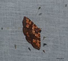 Saroba pustulifera